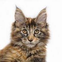 maine-coon-1723958_1920