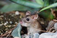 mouse-2814515_1920_2